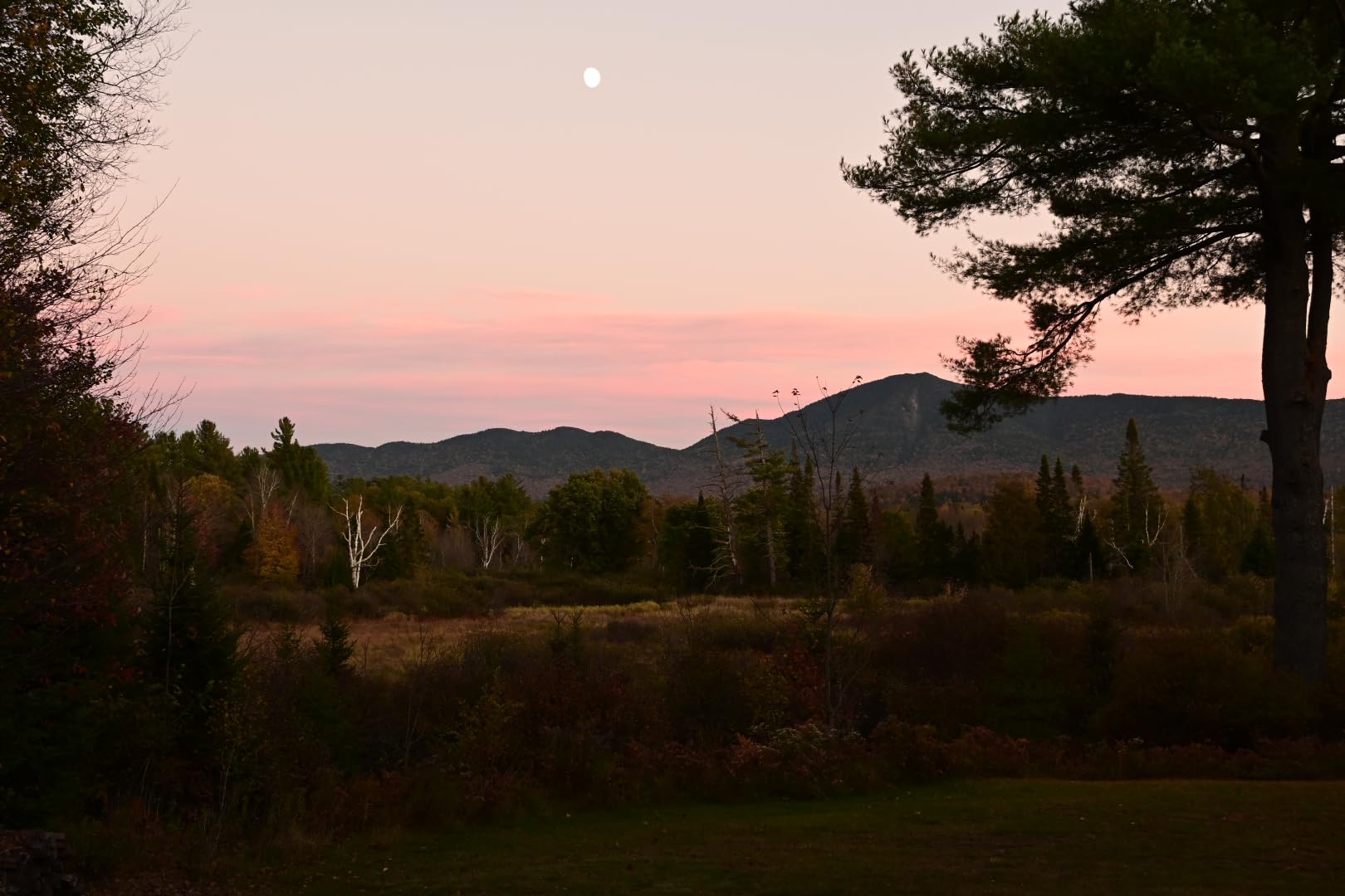 Nikon Z50 II Compact mirrorless Stills/Video Camera - Customer Photo 1