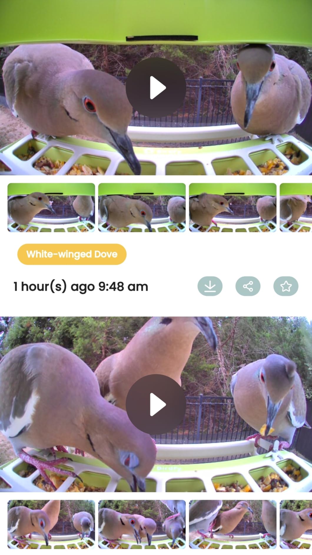 Birdfy Smart Bird Feeder with Camera, Durable Metal Feeders for Outdoors, Auto-Identify & Record Video, Instant Alert, Live Bird Watching Camera Solar, Gifts for Backyard Birder (AI Lifetime Free) customer photo 2