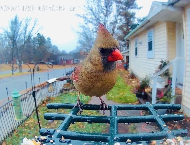 Smart Bird Feeder with Camera Solar Powered, 2K HD Video, AI Bird Species Identification, Instant Arrival Alerts, Weatherproof Design for Effortless Birdwatching, Best Gift for BirdLovers, Red customer photo 1