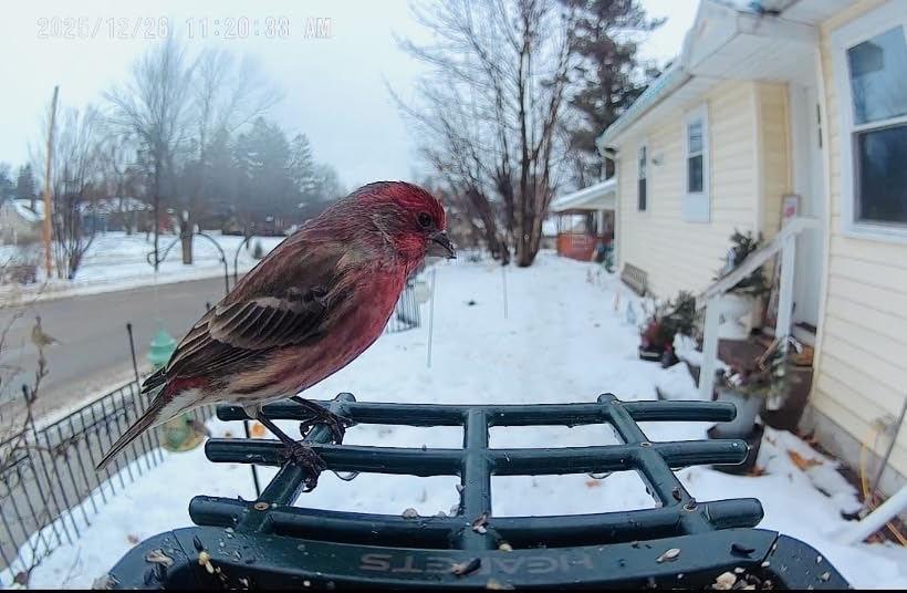 Smart Bird Feeder with Camera Solar Powered, 2K HD Video, AI Bird Species Identification, Instant Arrival Alerts, Weatherproof Design for Effortless Birdwatching, Best Gift for BirdLovers, Red customer photo 2