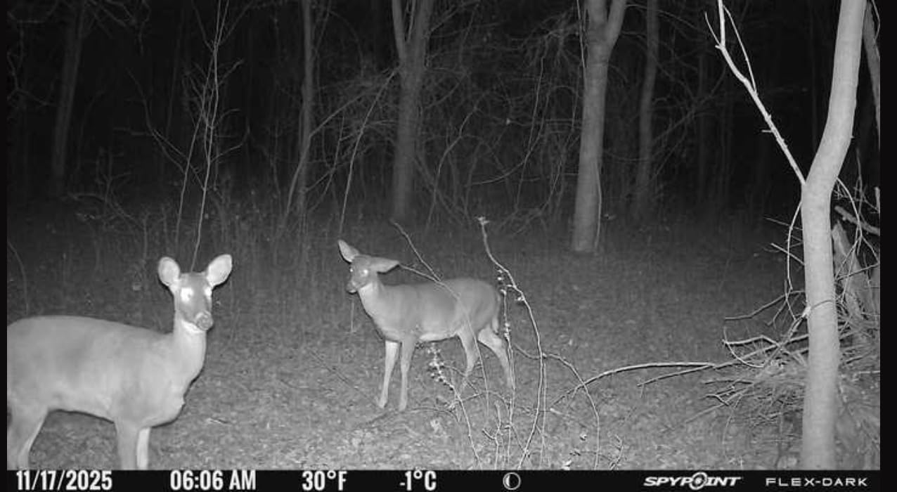 SPYPOINT Flex-Dark Twin Pack Cellular Trail Camera, 40MP Photos, 1080p Video + Sound, No-Glow Game Camera, Hunting Night Vision, Motion Activated,100ft Detection, No WiFi Needed Trail Cam - Customer Photo 2