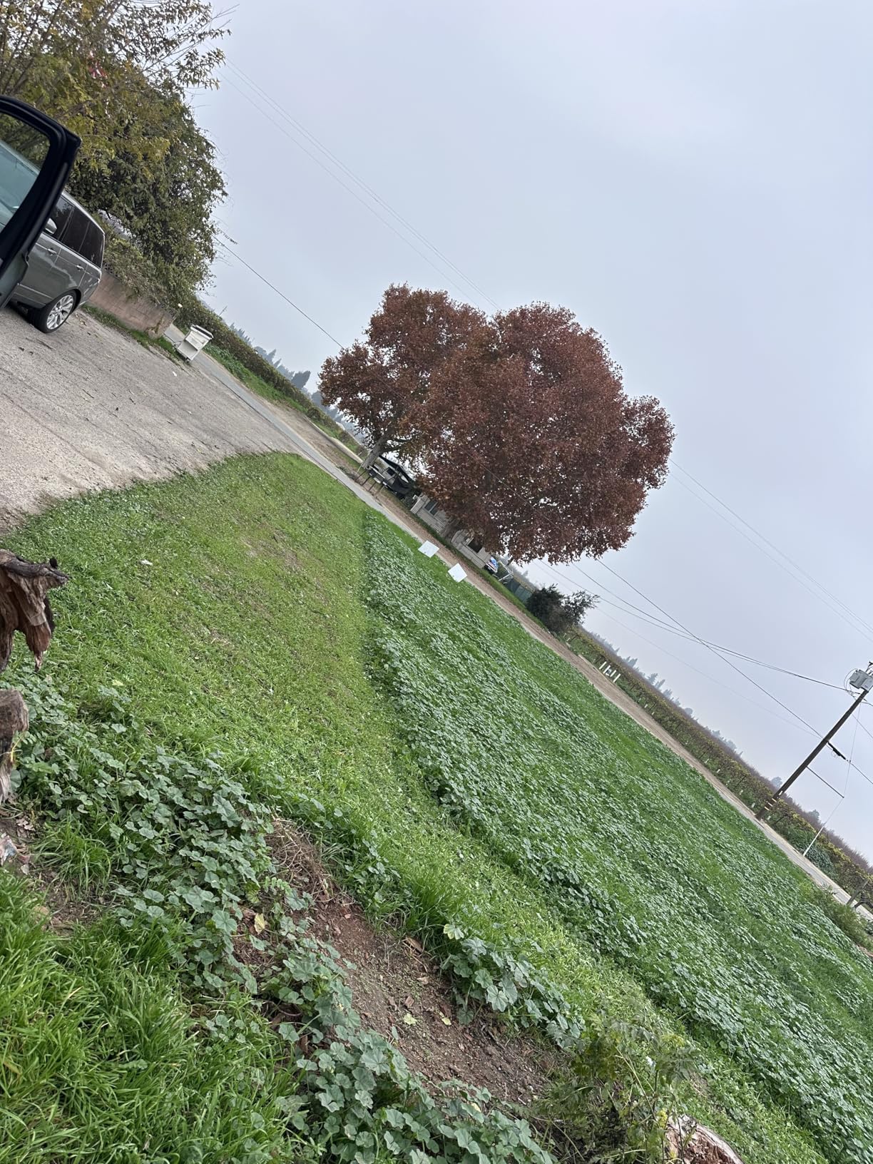 LawnMaster LMRM1801 Push Reel Lawn Mower 18-Inch 5-Blade - Customer Photo 1