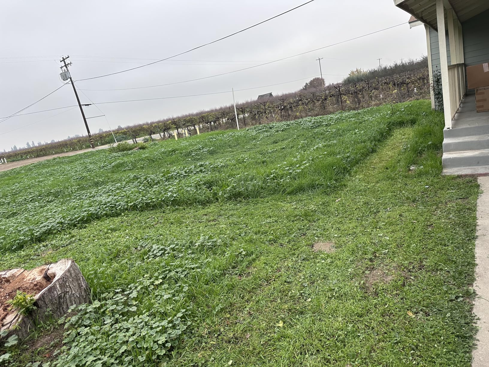 LawnMaster LMRM1801 Push Reel Lawn Mower 18-Inch 5-Blade - Customer Photo 2