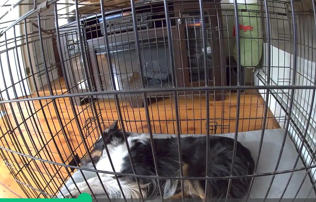 Blink Mini 2K+ (newest model) – Plug-in Home & Pet Security Camera with 2K video resolution, color night vision, enhanced audio, motion detection – 2 cameras - Customer Photo 1