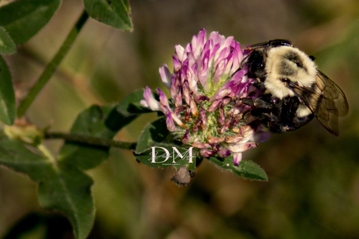 Godox TT520III Universal Bounce Flash Kit with Diffuser for Canon, Nikon, Sony, Fuji, Olympus Single-Contact Hot Shoe Cameras, 433MHz Wireless Speedlite, GN33, 400 Flashes, S1/S2 Optical Slave Modes customer photo 1