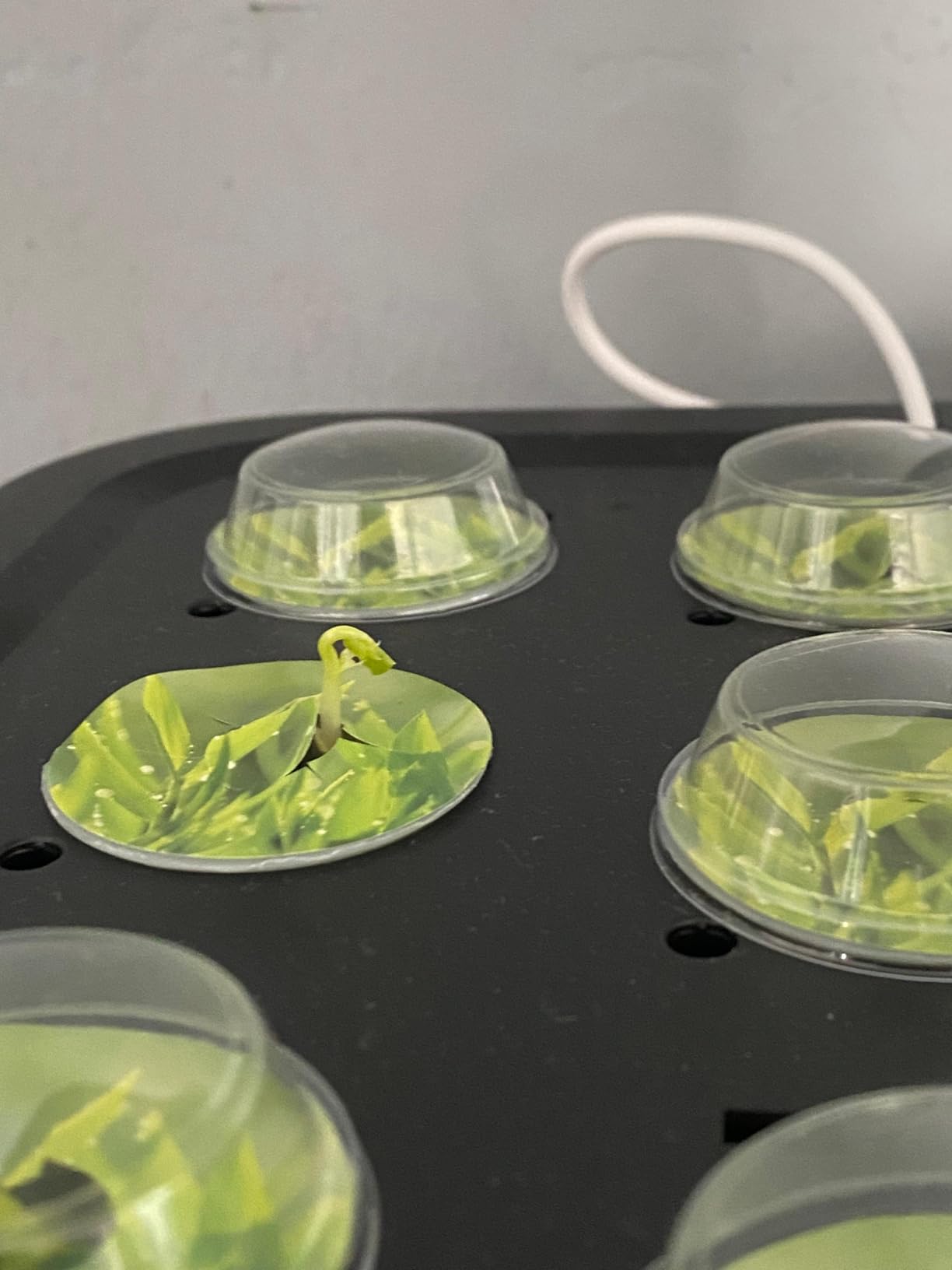 owltron Smart Hydroponics Growing System Kit,15 Pods Indoor Herb Garden with 36W LED Grow Light & APP Control - Customer Photo 2