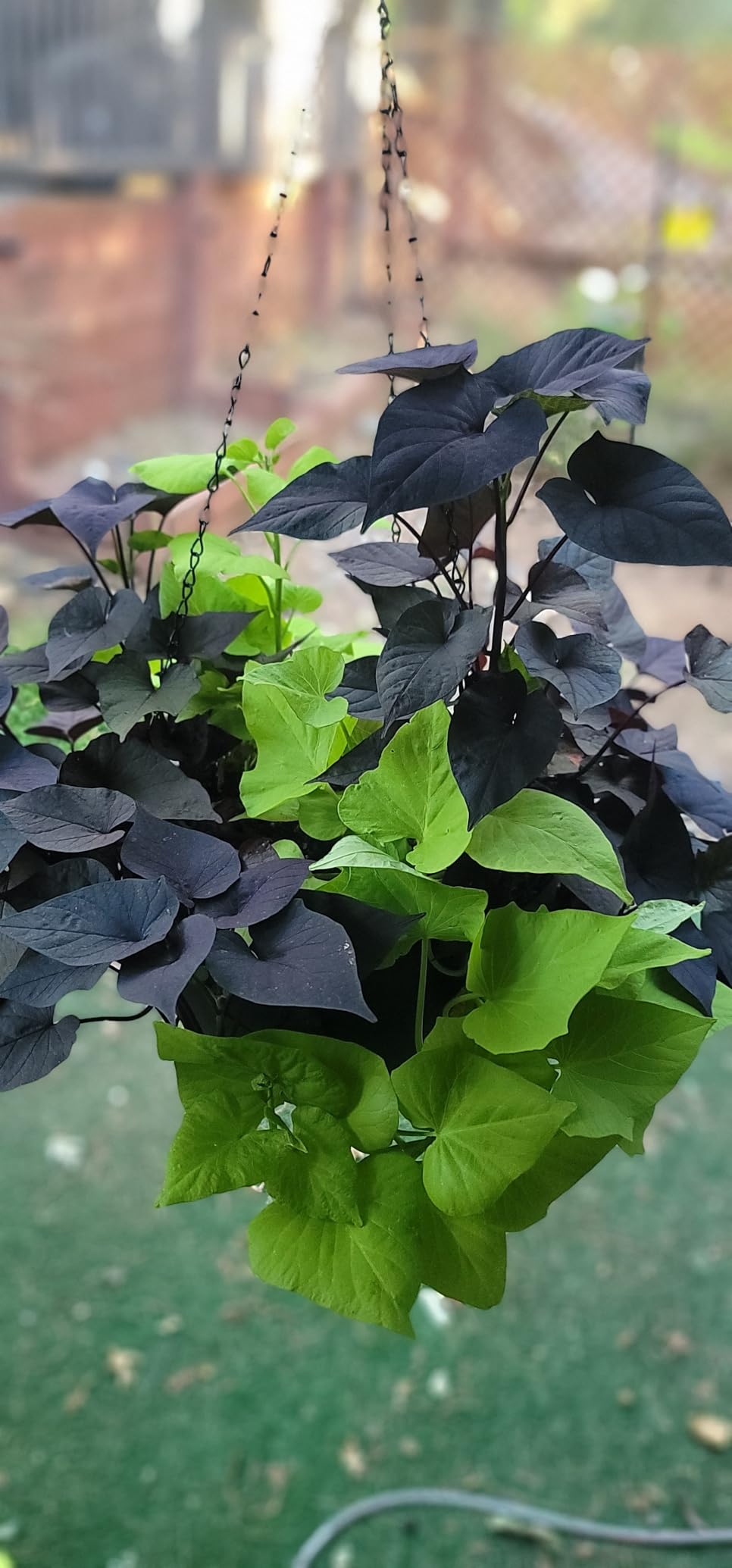 12 Inch Hanging Baskets 2 PC with Chains, Self-Watering Hanging Planters for Indoor Outdoor Plants, Plastic Hanging Flower Pots,Black - Customer Photo 2