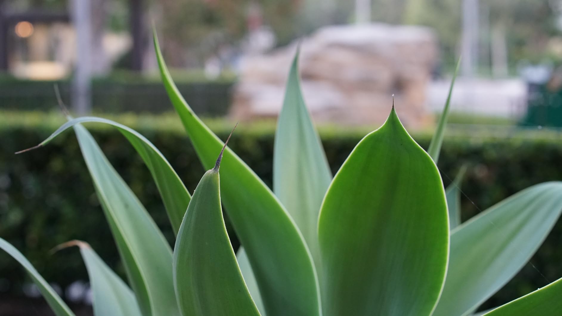 Meike 35mm F1.8 Pro Wide Angle Auto Focus STM Full Frame High Resolution 8K Portrait Prime Lens - Customer Photo 2