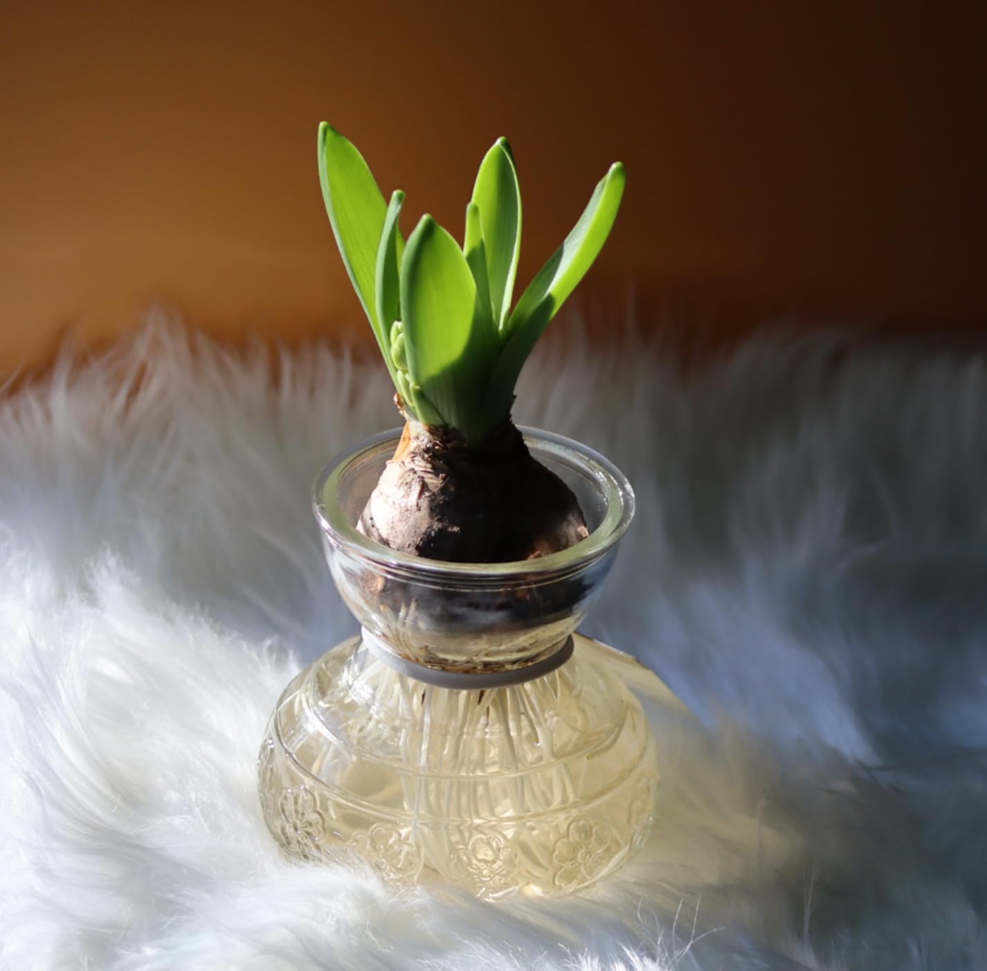 Canon RF75-300mm F4-5.6 customer photo 2