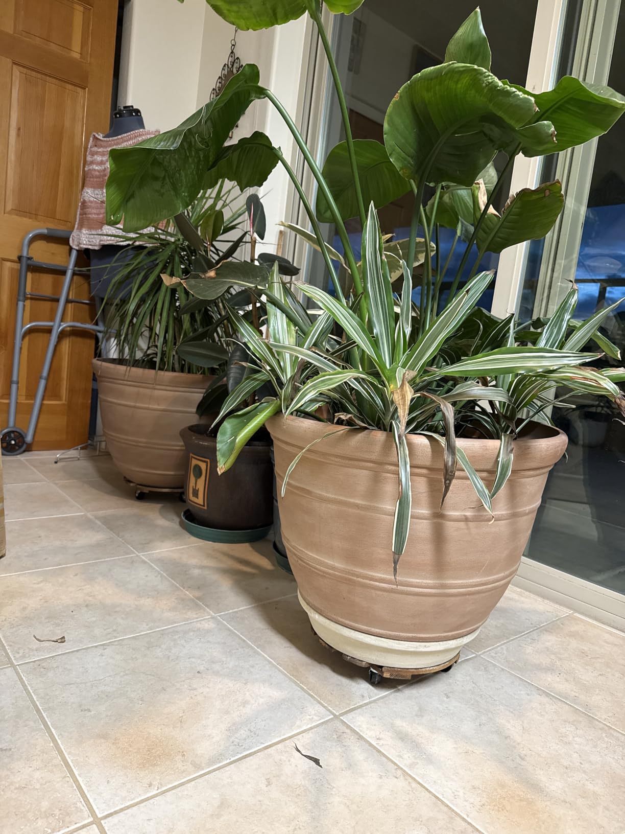 2 Pack Plant Stand Indoor and Outdoor, 12IN Premium Wooden Plant Caddy with Wheels, Heavy Duty Plant Stands with 360 Lockable Wheels, Classic Plant Cart - Customer Photo 2