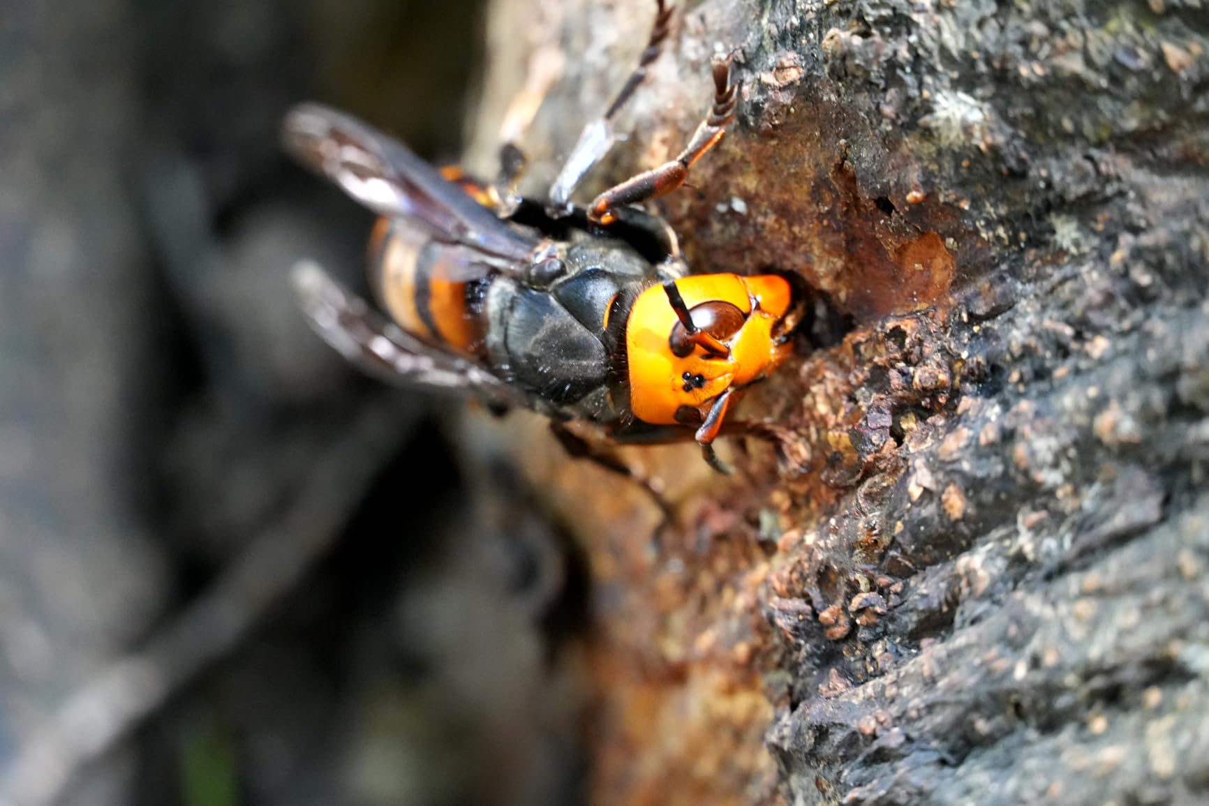 Sony Alpha 6700 - APS-C Interchangeable Lens Camera with 26 MP Sensor, 4K Video, AI-Based Subject Recognition with 16-50mm Lens - Customer Photo 2