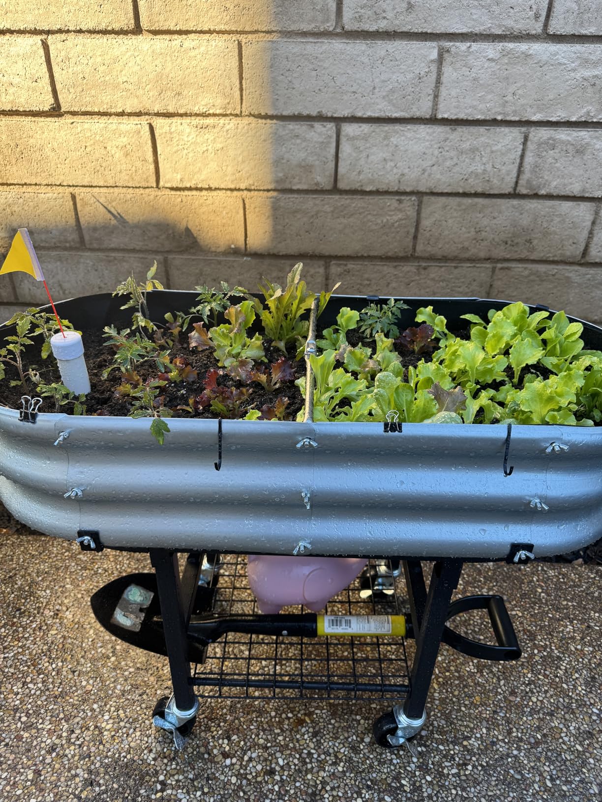 Raised Garden Bed with Legs and Heavy Duty Wheels, Self-Watering Planter Box, Easy-Install Foldable Stand, Galvanized Metal Elevated Wicking Bed with Liner for Indoor Outdoor Gardening - Customer Photo 1