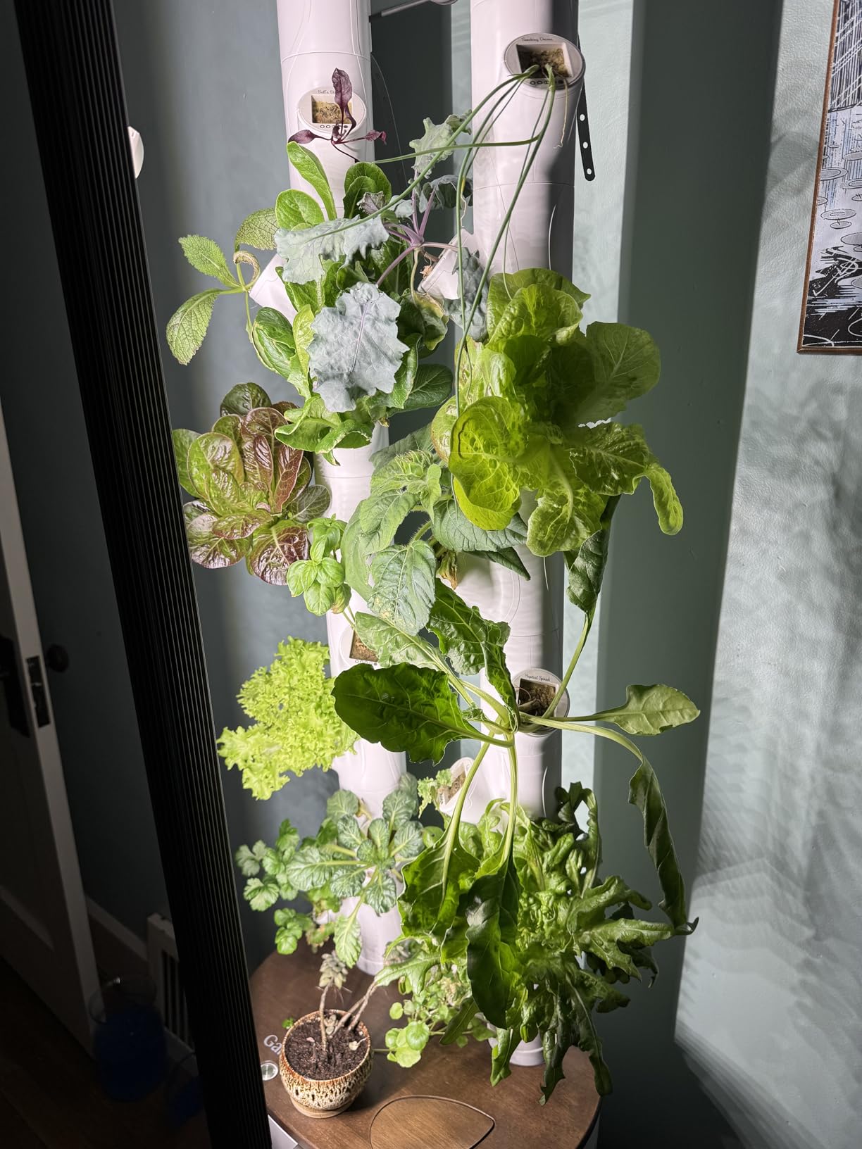 Gardyn Studio 1 Vertical Hydroponics Growing System Kit - 16 Non-GMO Plants, Herbs, Vegetables - Tower Garden - Hydroponic Herb Garden Planter Indoor Kit - Indoor Gardening System with LED Grow Lights - Customer Photo 1