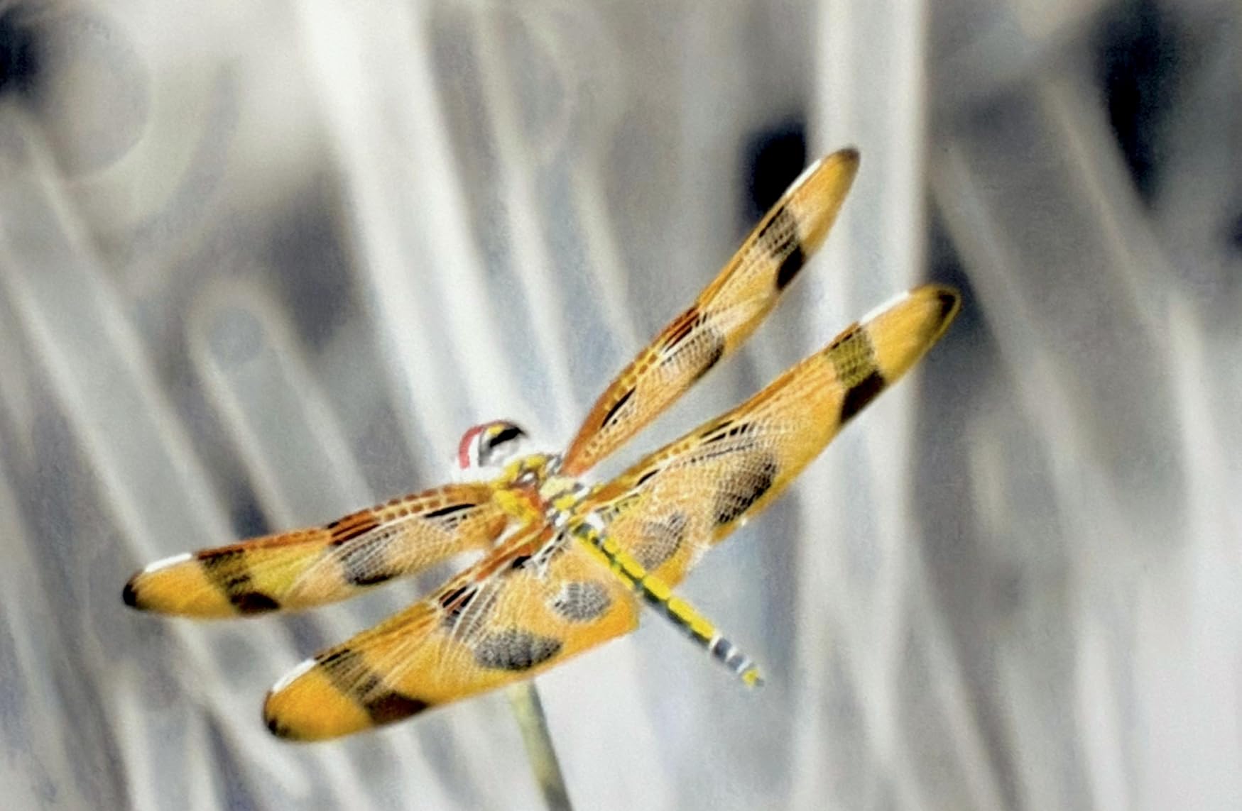 Epson Ultra Premium Presentation Paper MATTE (8.5x11 Inches, 50 Sheets) (S041341), White customer photo 1