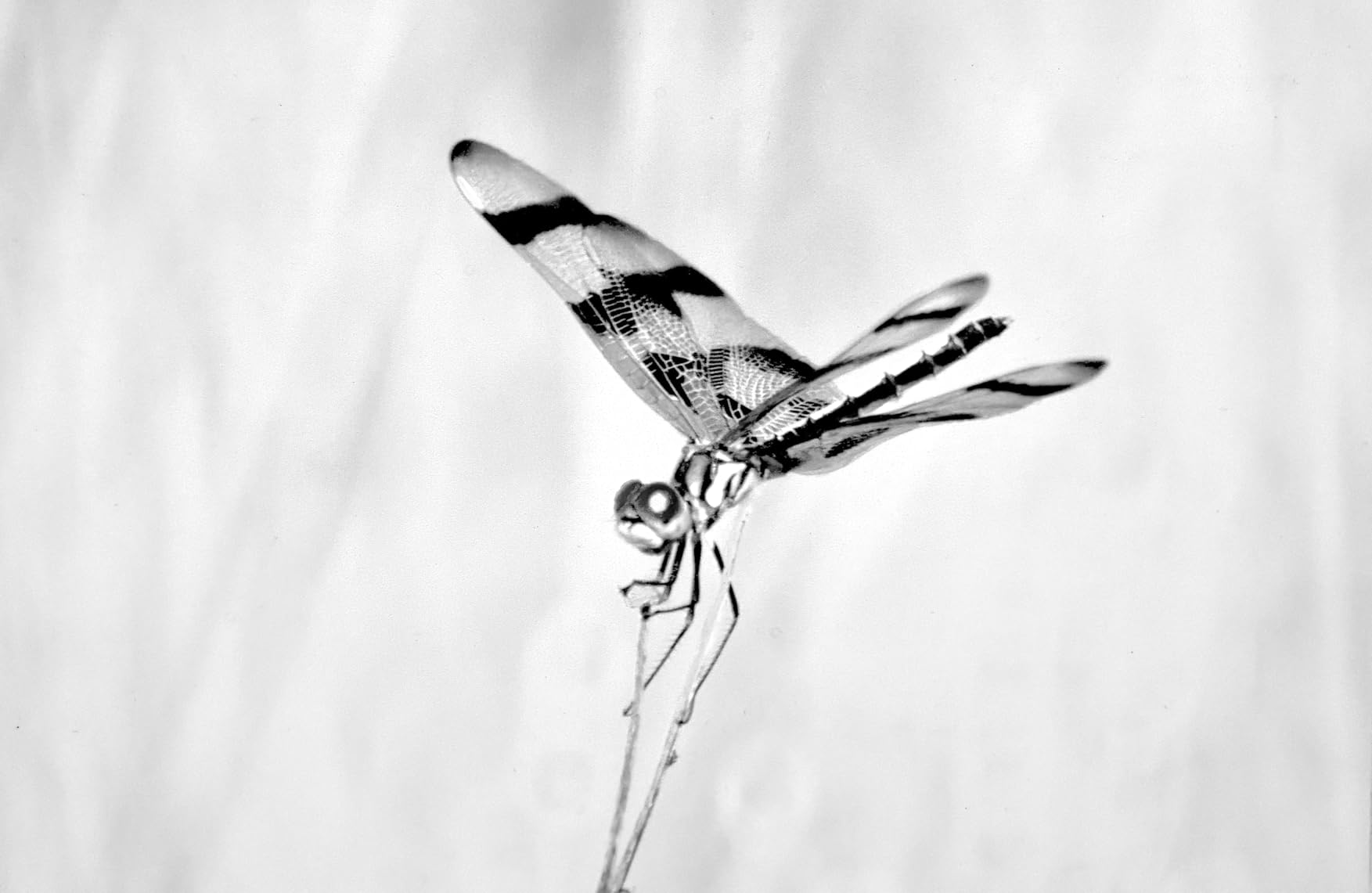 Epson Ultra Premium Presentation Paper MATTE (8.5x11 Inches, 50 Sheets) (S041341), White customer photo 2