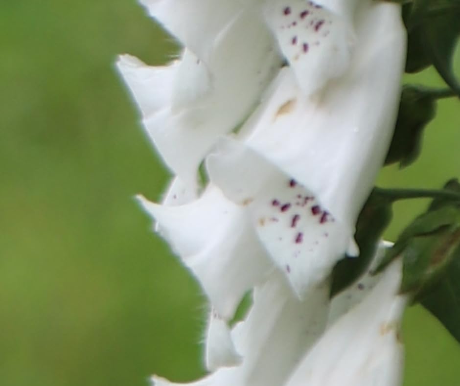 Canon EF 24-70mm f/2.8L USM Standard Zoom Lens for Canon SLR Cameras customer photo 2