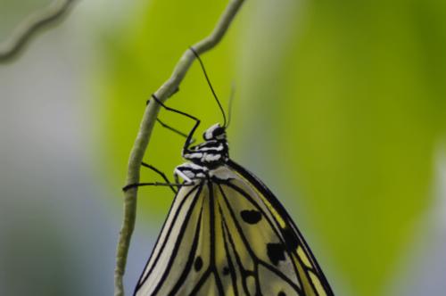 Tamron AF 90mm f/2.8 Di SP AF/MF 1:1 Macro Lens for Nikon Digital SLR Cameras customer photo 2