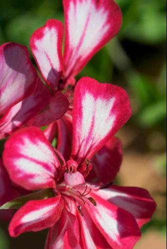 Tamron AF 90mm f/2.8 Di SP A/M 1:1 Macro Lens for Canon Digital SLR Cameras (Model 272EE) customer photo 1