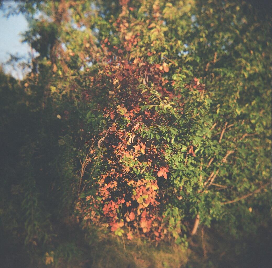 Holga 120N Plastic Camera customer photo 2