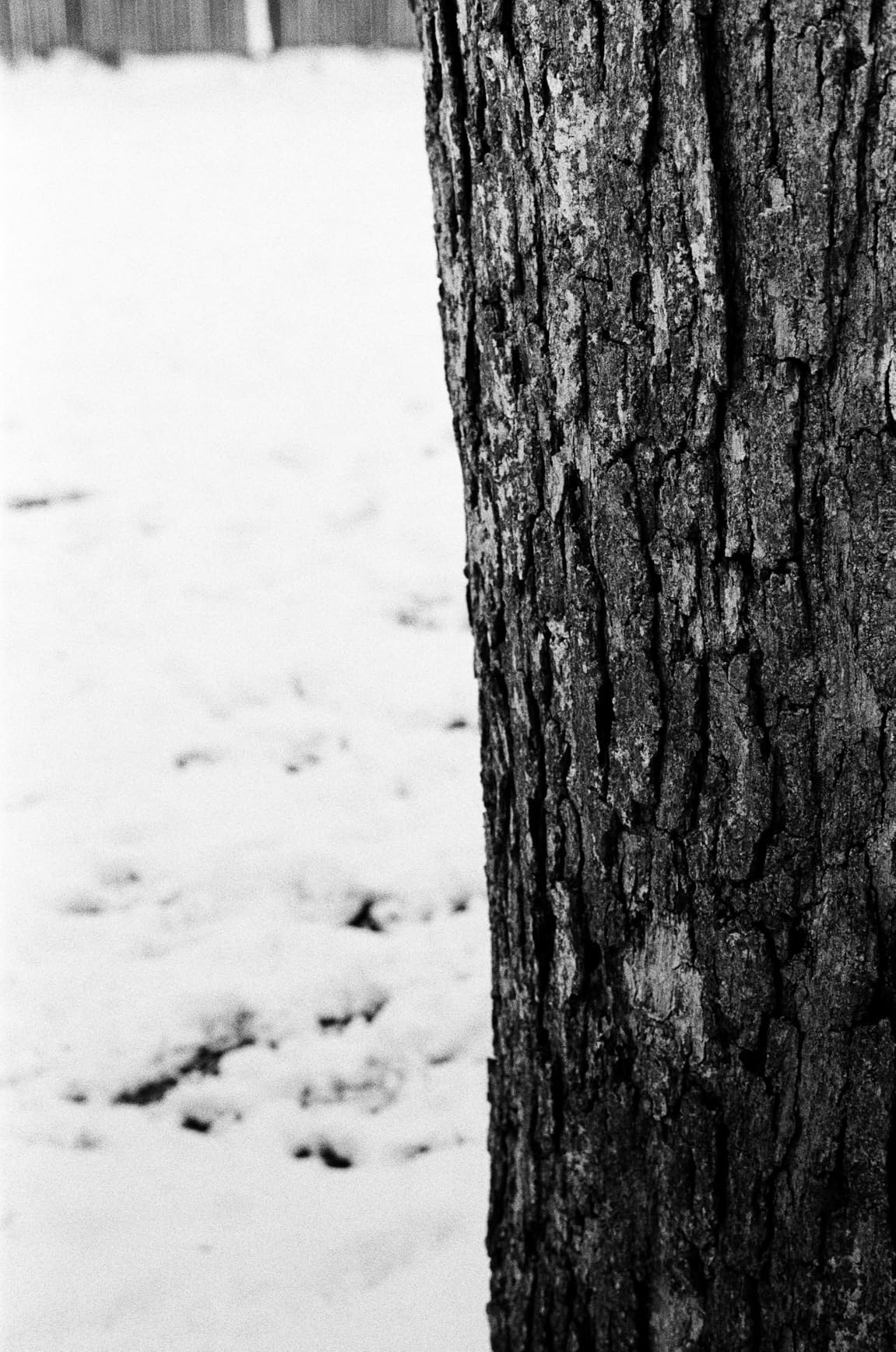 Tri-X 400TX Professional ISO 400, 36mm, Black and White Film customer photo 2