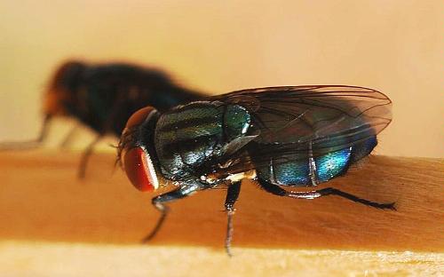 Nikon AF-S FX Micro-NIKKOR 2177 60mm f/2.8G ED Standard Macro Lens for Nikon DSLR Cameras,Black customer photo 1