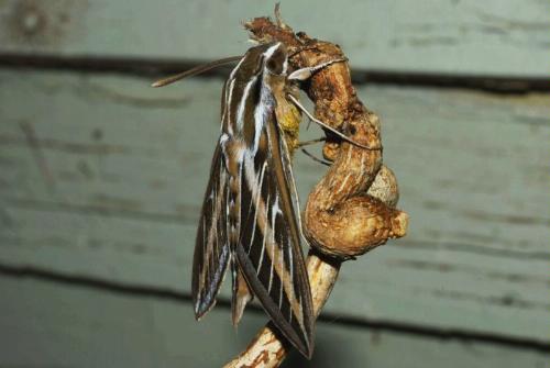 Nikon AF-S FX Micro-NIKKOR 2177 60mm f/2.8G ED Standard Macro Lens for Nikon DSLR Cameras,Black customer photo 2