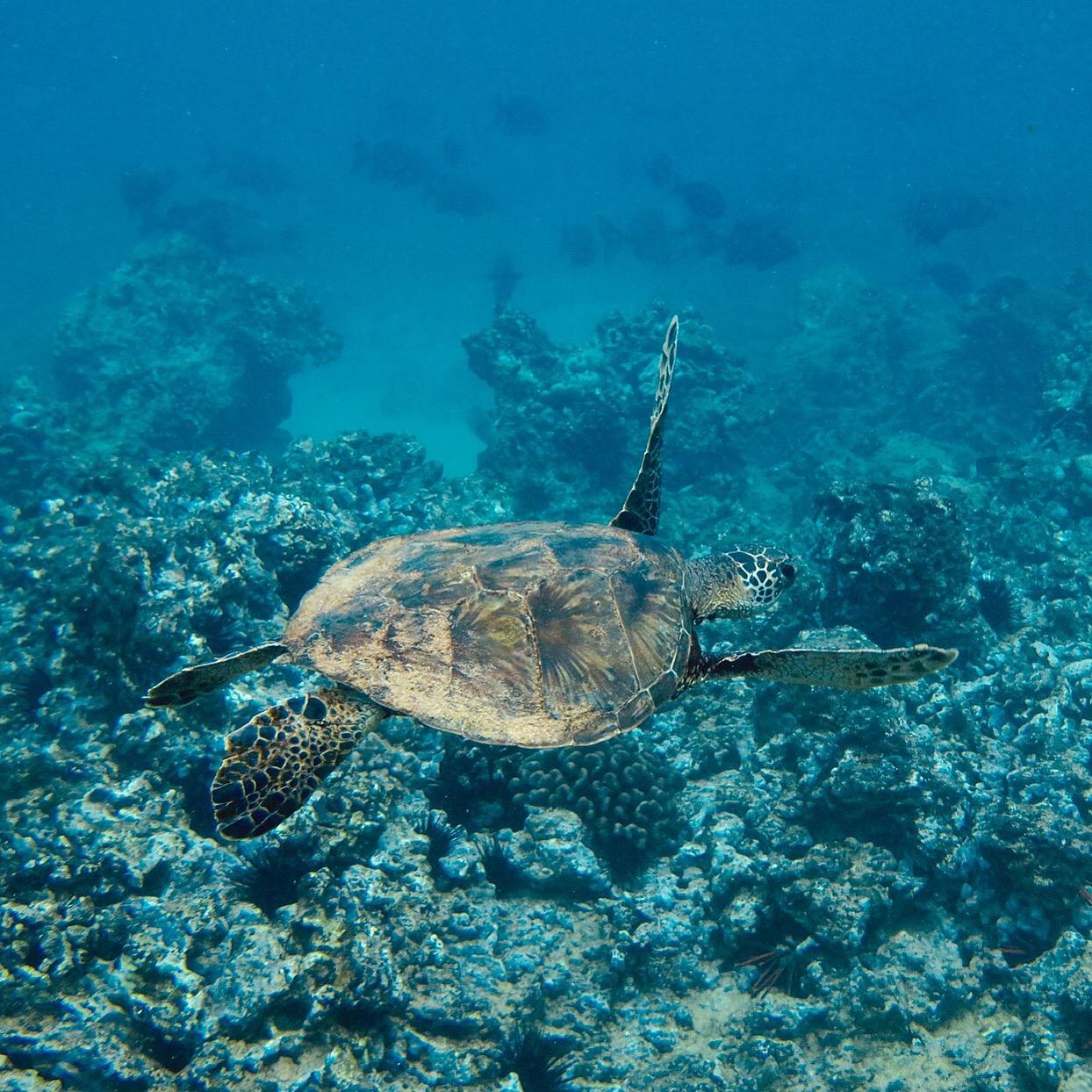 DiCAPac WP-S10 Pro DSLR Camera Series Waterproof Case customer photo 2