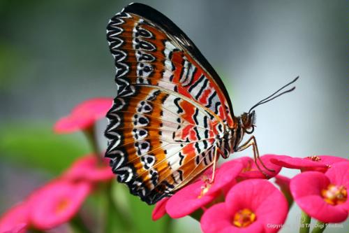 Canon EOS 50D DSLR Camera (Body Only) customer photo 1