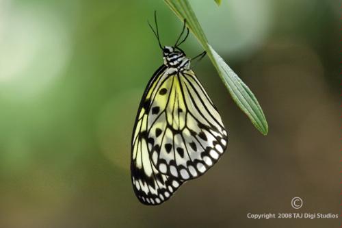 Canon EOS 50D DSLR Camera (Body Only) customer photo 2