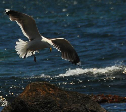 Nikon D90 DX-Format CMOS DSLR Camera (Body Only) customer photo 2