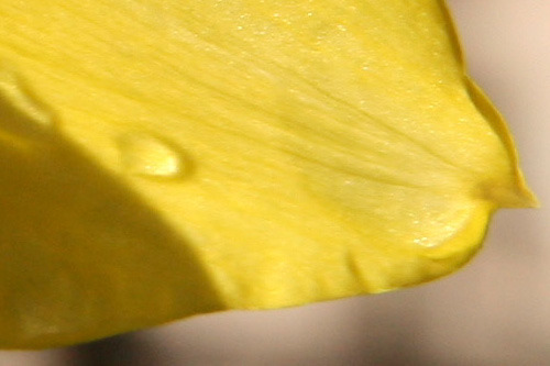 Sigma 17-50mm f/2.8 EX DC OS HSM FLD Large Aperture Standard Zoom Lens for Canon Digital DSLR Camera customer photo 1