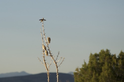 AF-S DX NIKKOR 55-300mm f/4.5-5.6G ED Vibration Reduction Zoom Lens with Auto Focus for Nikon DSLR Cameras customer photo 1