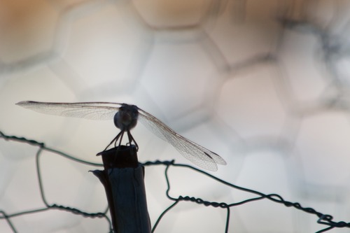 AF-S DX NIKKOR 55-300mm f/4.5-5.6G ED Vibration Reduction Zoom Lens with Auto Focus for Nikon DSLR Cameras customer photo 2