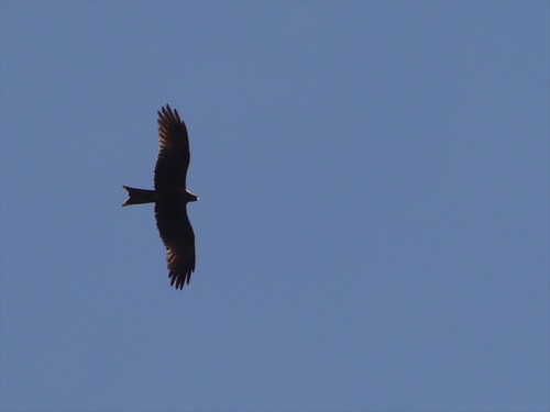 Panasonic LUMIX G VARIO LENS, 100-300MM, F4.0-5.6 ASPH., MIRRORLESS MICRO FOUR THIRDS, MEGA OPTICAL I.S., H-FS100300 (USA BLACK) customer photo 1