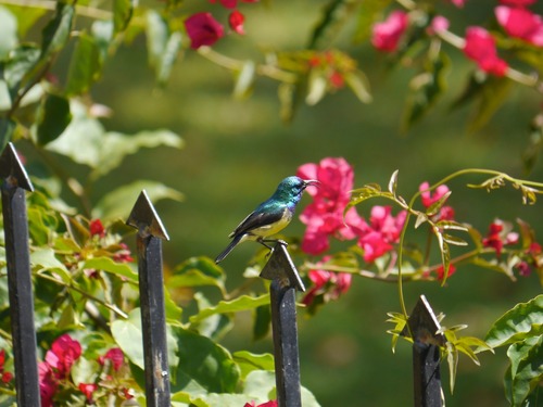 Panasonic LUMIX G VARIO LENS, 100-300MM, F4.0-5.6 ASPH., MIRRORLESS MICRO FOUR THIRDS, MEGA OPTICAL I.S., H-FS100300 (USA BLACK) customer photo 2