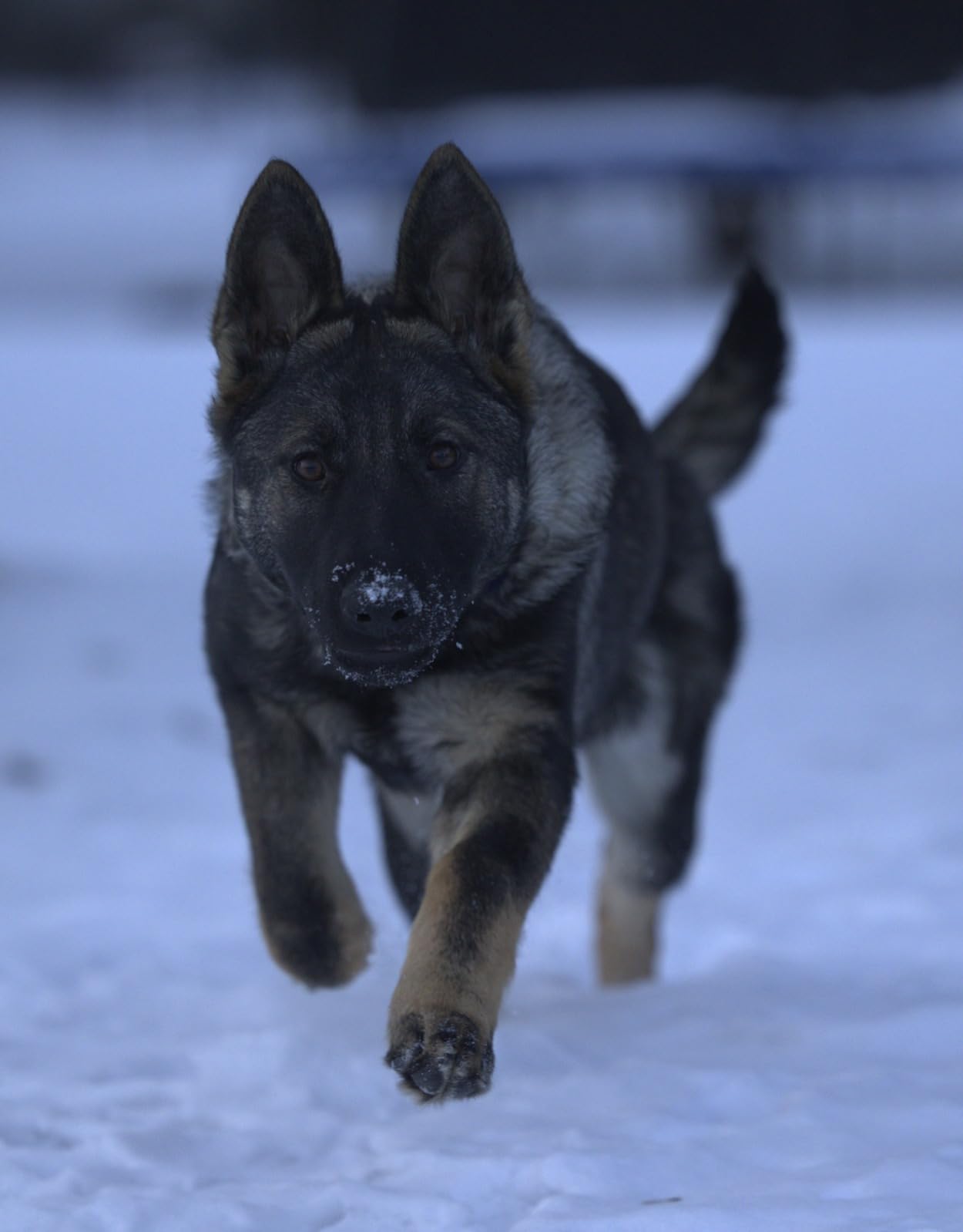 Datacolor Spyder Checkr - Color calibration tool for cameras. Ensure accurate, consistent color with varied cameras/light. Has 48 target colors + grey card for in-camera white balance customer photo 1