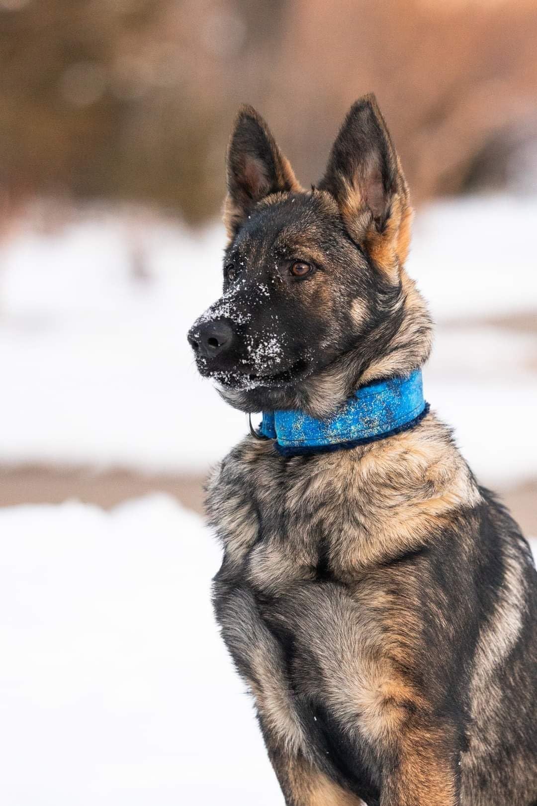 Datacolor Spyder Checkr - Color calibration tool for cameras. Ensure accurate, consistent color with varied cameras/light. Has 48 target colors + grey card for in-camera white balance customer photo 2