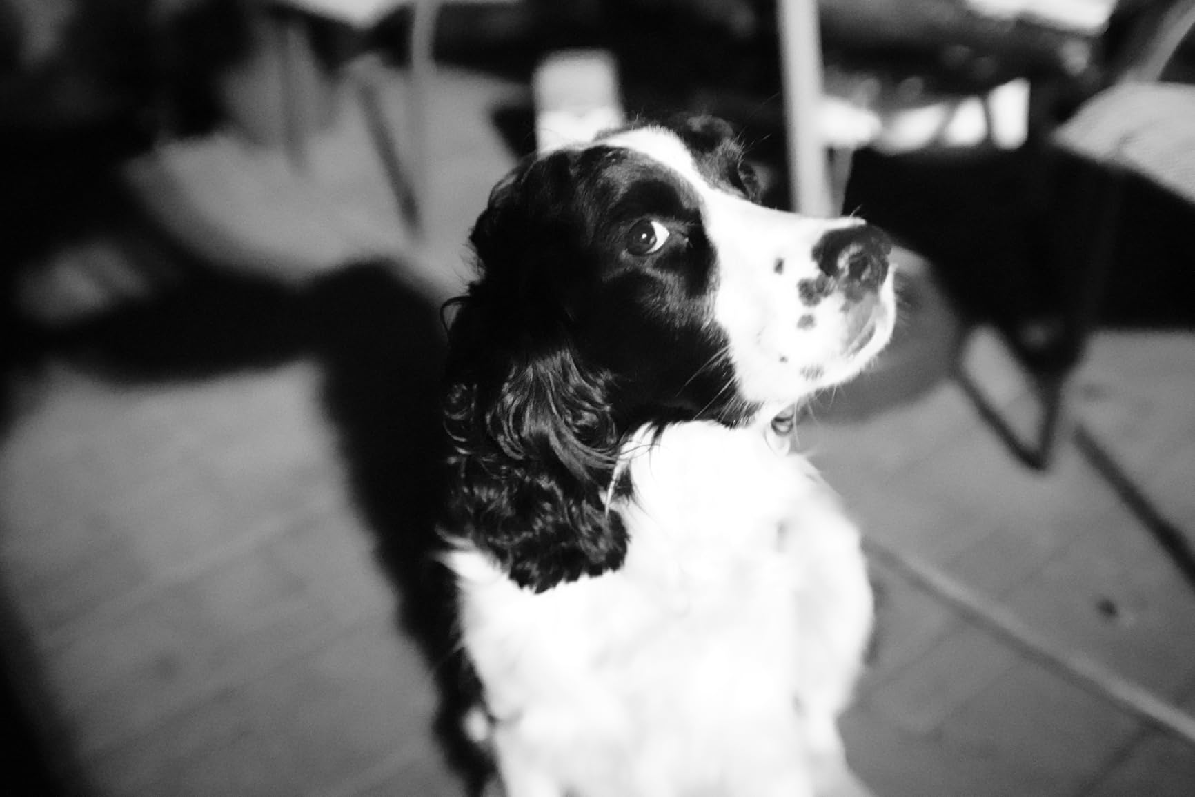 Altura Photo 58MM 0.43x HD Wide Angle Lens with Macro - Attaches to 58MM Filter Thread (Not Camera Body) - DSLR Accessories for Canon Rebel T7, T7i, T8i, T6i, T6s, T6, SL2, SL3, EOS 70D, 77D, 80D, 90D customer photo 1