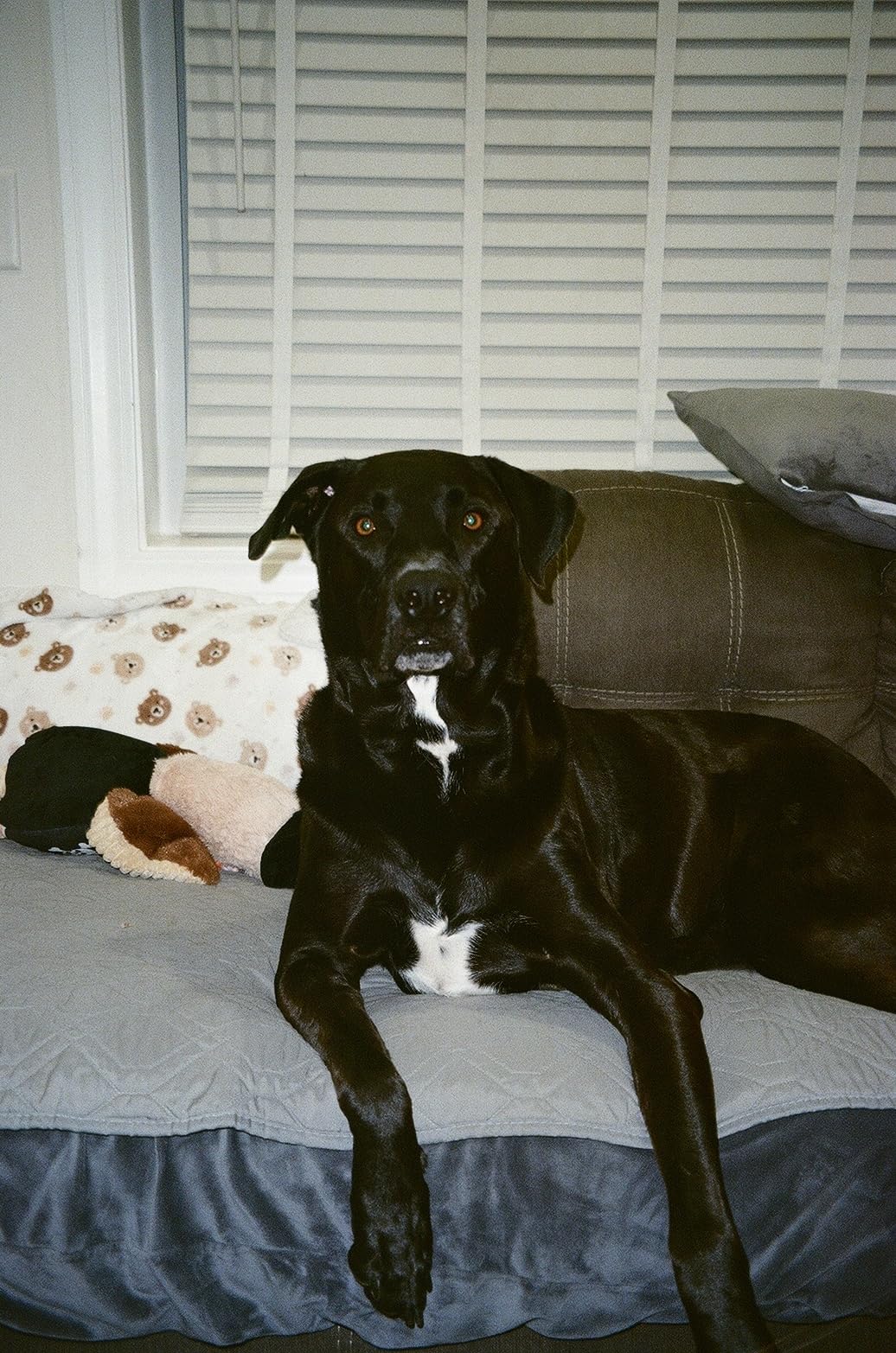 Kodak Ultramax 400 Color Print Film 36 Exp. 35mm DX 400 135-36 (108 Pics) (Pack of 3) customer photo 1