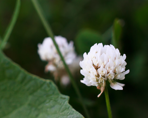 Rokinon 35mm f/1.4 Lens for Canon Cameras customer photo 1