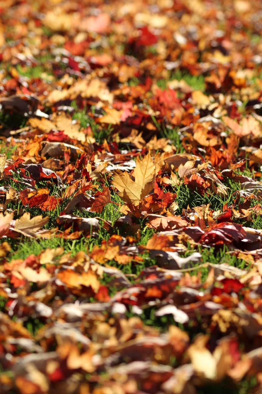 Sigma 105mm F2.8 EX DG OS HSM Macro Lens for Canon SLR Camera customer photo 1