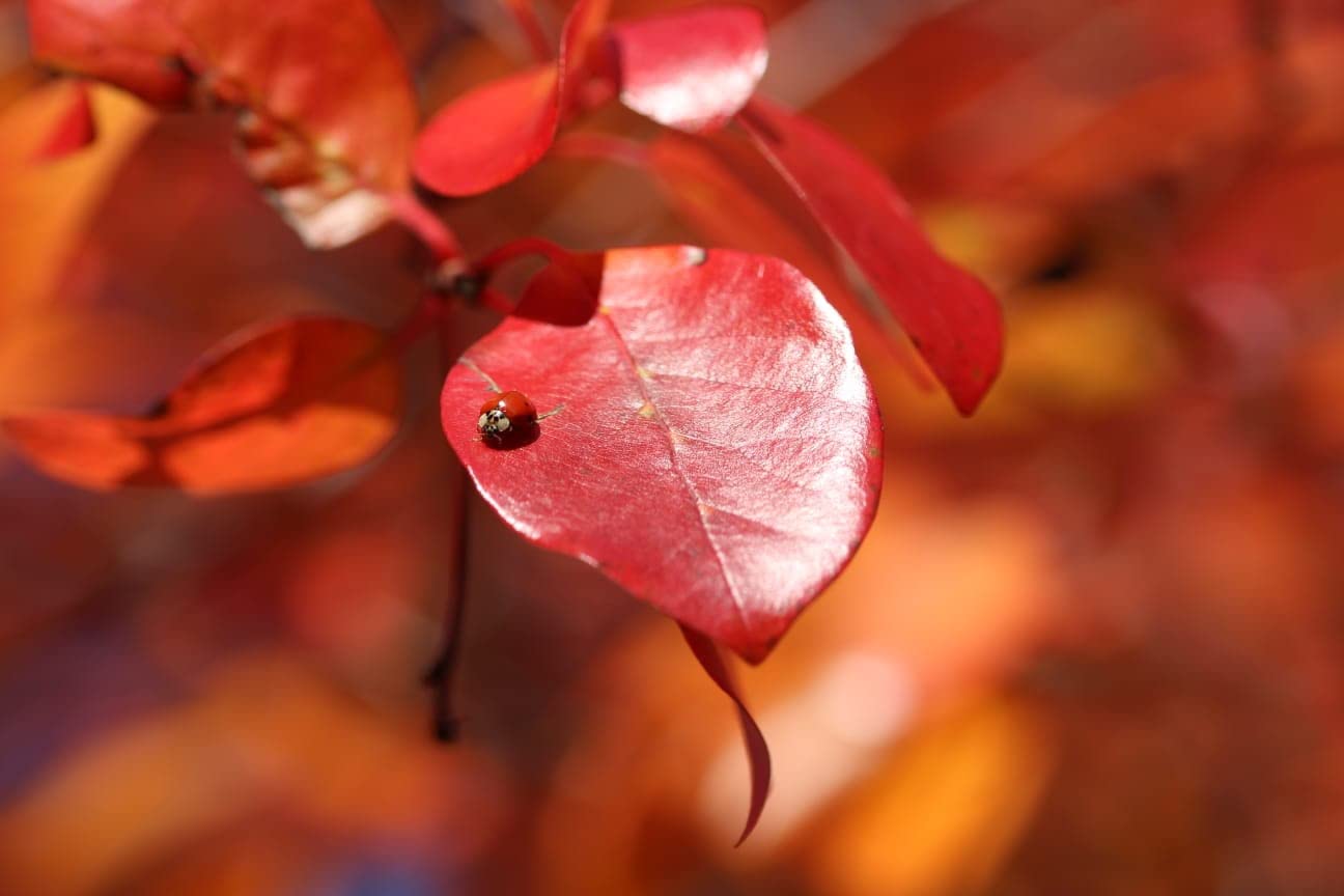 Sigma 105mm F2.8 EX DG OS HSM Macro Lens for Canon SLR Camera customer photo 2