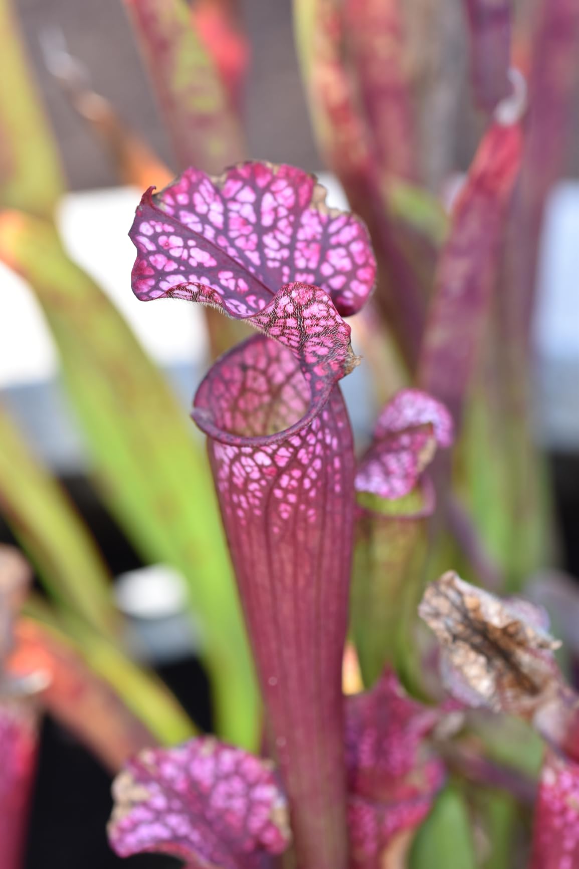 Sigma 258306 105mm F2.8 EX DG OS HSM Macro Lens for Nikon DSLR Camera customer photo 2