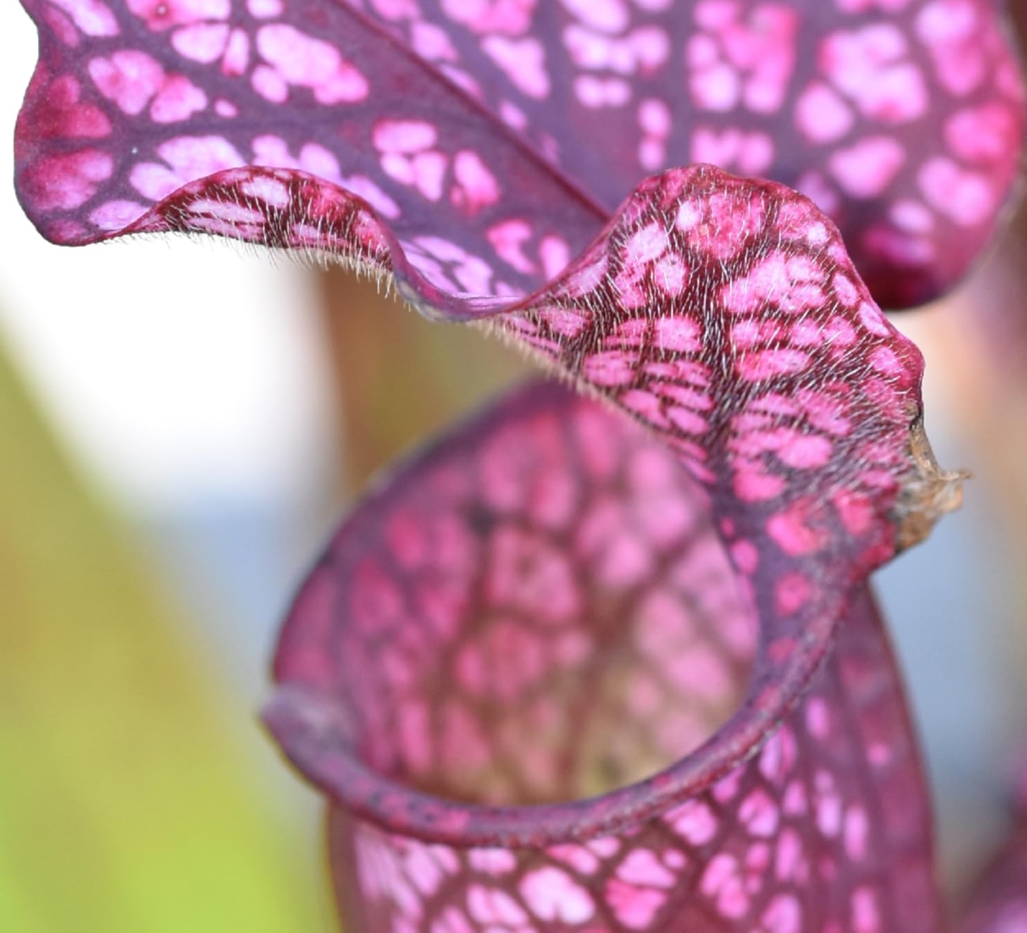 Sigma 105mm F2.8 EX DG OS HSM Macro Lens for Sony SLR Camera customer photo 1