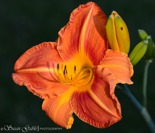 Nikon AF-S NIKKOR 85mm f/1.8G Fixed Lens with Auto Focus for Nikon DSLR Cameras customer photo 1