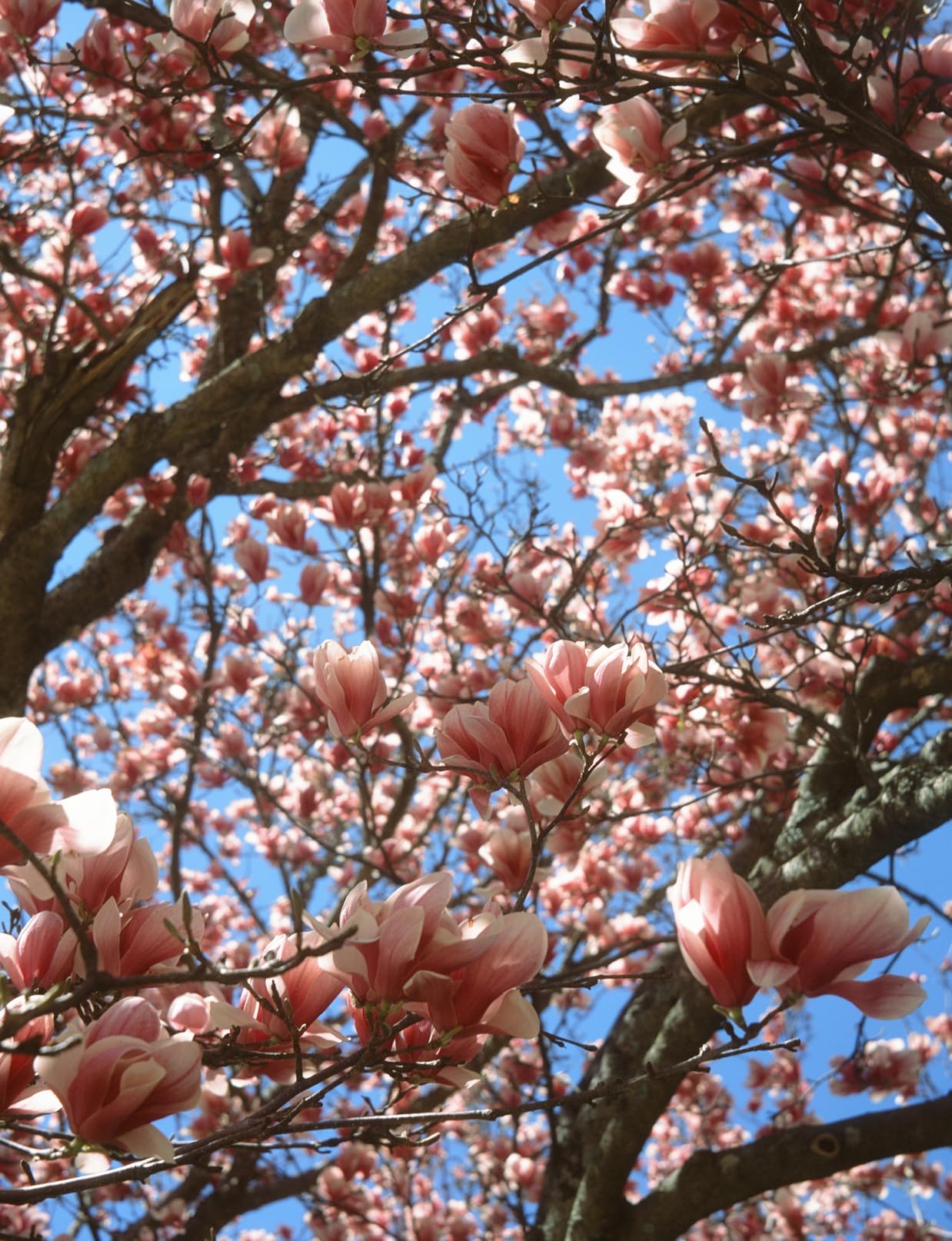 Fujichrome Provia 100F Professional RDP-III Color Transparency Film (120 Roll Film, 5 Pack) customer photo 1