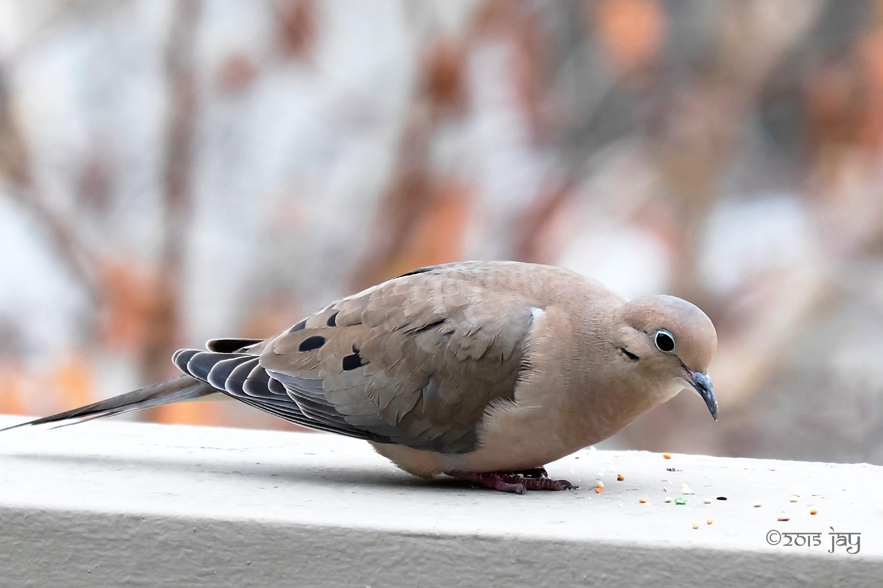 Fujifilm XC 50-230mm F4.5-6.7 OIS II Camera Lens customer photo 2