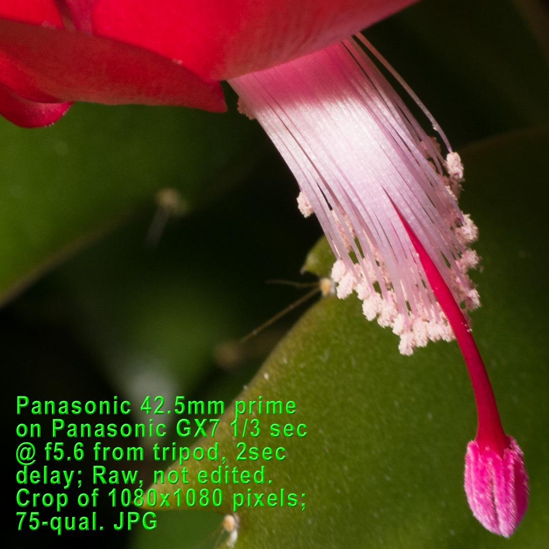 Panasonic LUMIX G LENS, 42.5MM, F1.7 ASPH., MIRRORLESS MICRO FOUR THIRDS, POWER OPTICAL I.S., H-HS043K (USA BLACK) customer photo 1