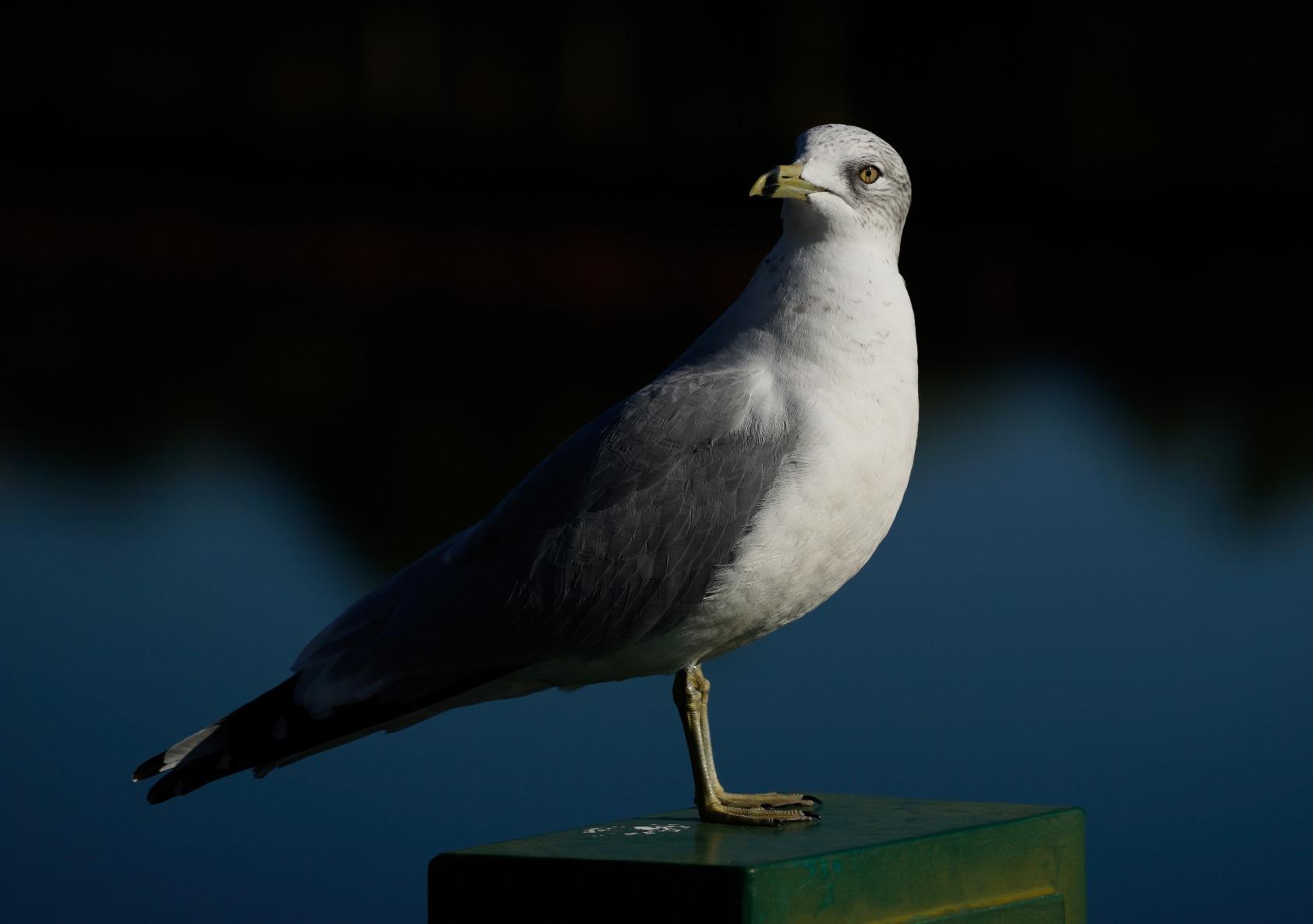 Sony FE 70-200mm F4 G OSS Interchangeable Lens for Sony Alpha Cameras, White/Black customer photo 2