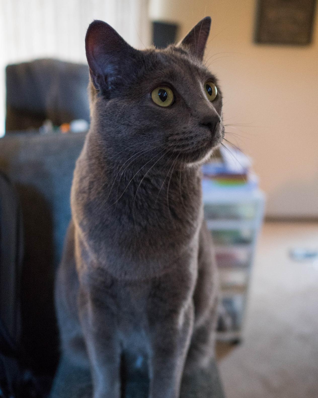 Panasonic LUMIX G Leica DG SUMMILUX Lens, 15MM, F1.7 ASPH, Professional Mirrorless Micro Four Thirds, H-X015K (USA Black) customer photo 1
